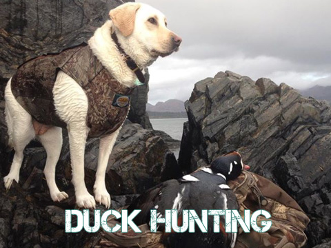 Alaska Duck Hunting