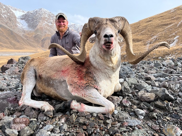 Marco Polo Sheep