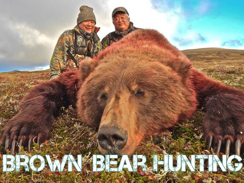 Alaska Brown Bear Hunting