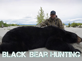 Alaska Black Bear Hunting