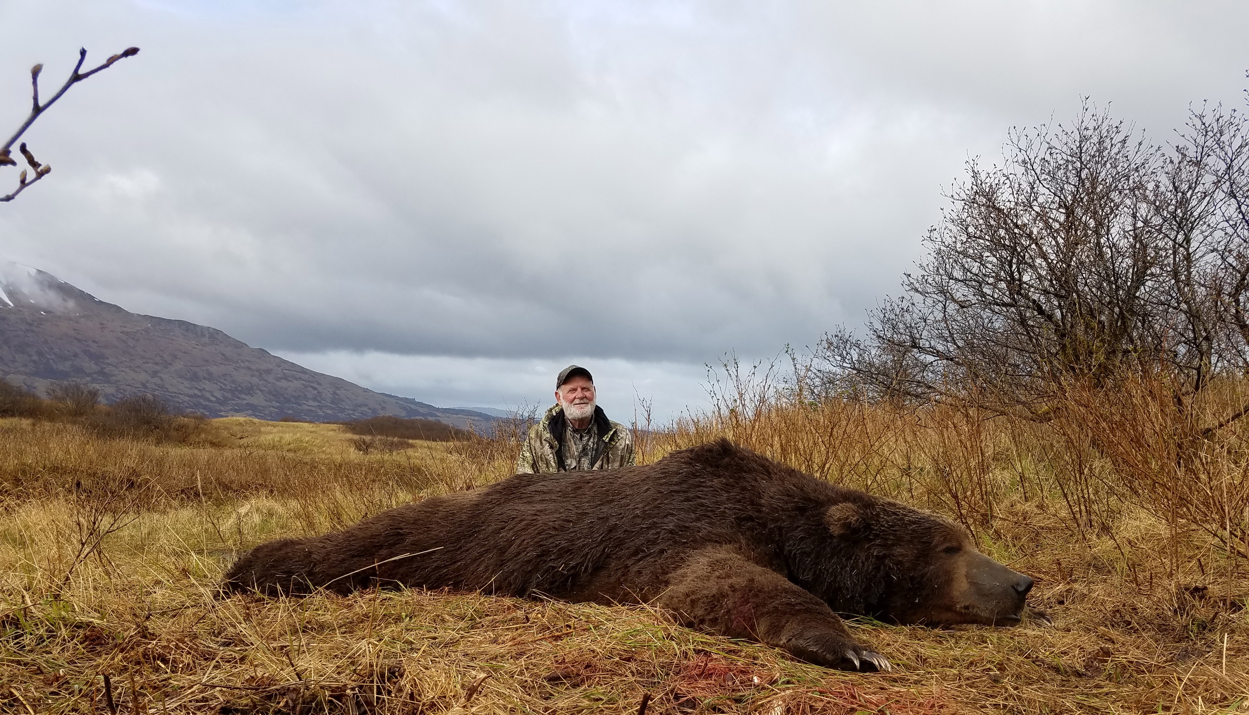 Kodiak Brown Bear