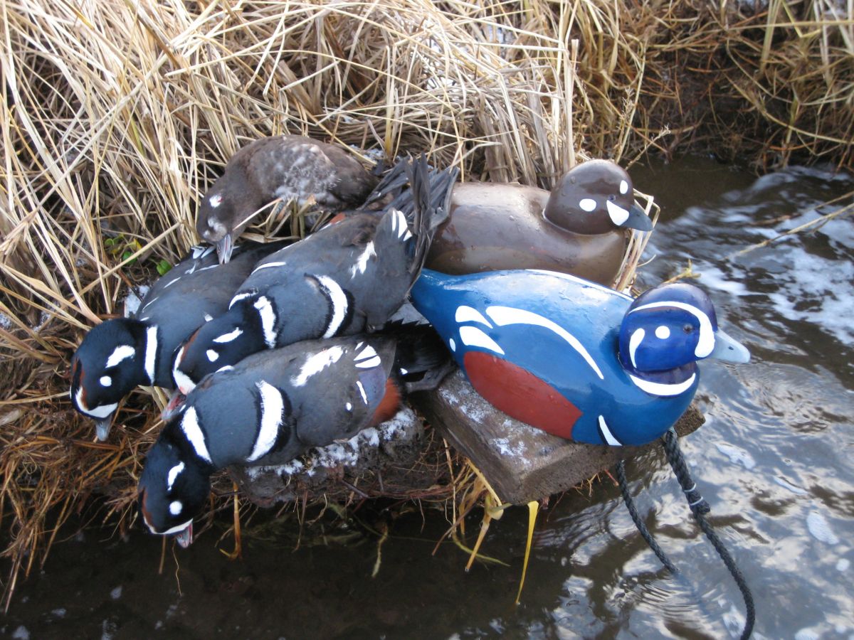 sea duck hunting